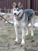 Foto №2 zu Ankündigung № 98698 zu verkaufen mischlingshund - einkaufen Russische Föderation quotient 	ankündigung