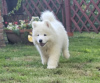 Foto №3. SAMOYED-Welpe, Rüde (FCI), geboren am 7. Juni 2024. Polen