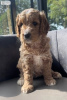 Zusätzliche Fotos: Entzückende Miniatur-Goldendoodle-Welpen sind heute bereit zu gehen. Text (559)