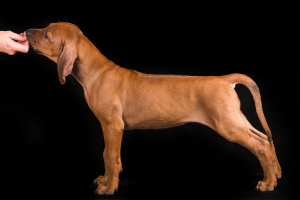 Foto №4. Ich werde verkaufen rhodesian ridgeback in der Stadt Sillamae. züchter - preis - 1200€