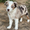 Foto №1. australian shepherd - zum Verkauf in der Stadt Братислава | Frei | Ankündigung № 120824