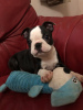 Foto №2 zu Ankündigung № 36512 zu verkaufen boston terrier - einkaufen Russische Föderation quotient 	ankündigung