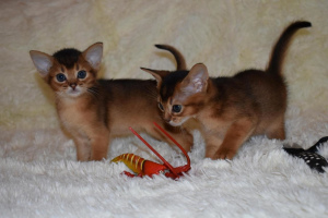 Zusätzliche Fotos: Ich biete für die Reservierung der Abessinier-Kätzchen von heller Wildfarbe 1,5