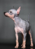 Zusätzliche Fotos: American Hairless Terrier-Welpen