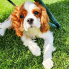 Foto №1. cavalier king charles spaniel - zum Verkauf in der Stadt Budapest | 430€ | Ankündigung № 100283