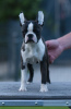 Foto №4. Ich werde verkaufen boston terrier in der Stadt Belgrad. züchter - preis - verhandelt