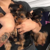 Foto №1. yorkshire terrier - zum Verkauf in der Stadt Jever | 380€ | Ankündigung № 110992