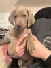 Foto №2 zu Ankündigung № 103545 zu verkaufen weimaraner - einkaufen Deutschland quotient 	ankündigung