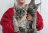 Foto №1. maine-coon-katze - zum Verkauf in der Stadt Arizona City | 390€ | Ankündigung № 95830