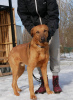 Foto №2 zu Ankündigung № 40319 zu verkaufen mischlingshund - einkaufen Russische Föderation quotient 	ankündigung