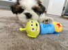 Foto №2 zu Ankündigung № 77699 zu verkaufen shih tzu - einkaufen Finnland quotient 	ankündigung