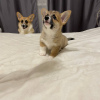 Foto №3. Welsh Corgi 3 Monate alt (betitelte Eltern). Polen