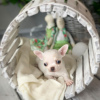 Foto №3. Zuhause gezüchtete Teetassen-Chihuahua-Welpen,. USA