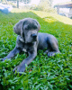 Foto №1. cane corso italiano - zum Verkauf in der Stadt Амстердам | 450€ | Ankündigung № 79974