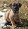 Foto №4. Ich werde verkaufen bullmastiff in der Stadt Wisconsin Dells. quotient 	ankündigung, züchter - preis - verhandelt