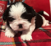 Foto №1. shih tzu - zum Verkauf in der Stadt Union City | 208€ | Ankündigung № 84034