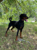 Foto №2 zu Ankündigung № 103489 zu verkaufen dobermann - einkaufen Serbien züchter