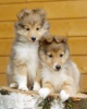 Foto №2 zu Ankündigung № 42114 zu verkaufen shetland sheepdog - einkaufen Russische Föderation vom kindergarten, züchter
