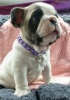 Foto №3. Französische Bulldogge. Finnland