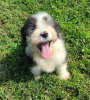 Foto №3. Bearded Collie-Welpen mit herausragenden Persönlichkeiten sind jetzt startklar. USA