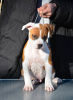 Foto №3. Amerikanische Staffordshire-Terrier-Welpen. Serbien