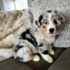 Foto №1. australian shepherd - zum Verkauf in der Stadt Дортмунд | 350€ | Ankündigung № 74423