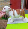 Zusätzliche Fotos: Englische Bulldogge