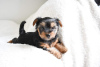 Foto №3. Hübsche Yorkshire-Terrier-Welpen für ein liebevolles Zuhause. Deutschland