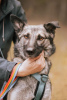 Foto №1. mischlingshund - zum Verkauf in der Stadt Москва | Frei | Ankündigung № 32793