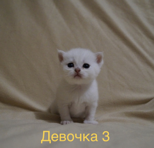 Foto №3. Britische Katzen. Russische Föderation