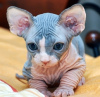 Foto №3. Sie bekommen Sphynx-Kätzchen zur Heranziehung oder Adoption geschenkt. Belgien