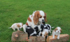 Foto №3. Entzückende King Charles Cavaliers. Ukraine