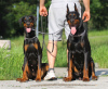 Foto №3. Workline Doberman Welpen (sozialisiert/vorgeprägt). Serbien