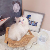 Foto №2 zu Ankündigung № 98349 zu verkaufen ragdoll-katze - einkaufen Serbien 