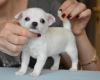 Foto №1. mischlingshund - zum Verkauf in der Stadt Валлетта | 400€ | Ankündigung № 58297