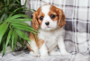 Foto №1. cavalier king charles spaniel - zum Verkauf in der Stadt Brno | Frei | Ankündigung № 124147