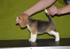 Foto №1. beagle - zum Verkauf in der Stadt Krasnodar | 616€ | Ankündigung № 87489