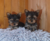 Foto №1. yorkshire terrier - zum Verkauf in der Stadt Eksjo | 450€ | Ankündigung № 123898