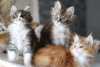 Foto №3. Geimpfte Maine-Coon-Kätzchen für ein liebevolles Zuhause. Deutschland