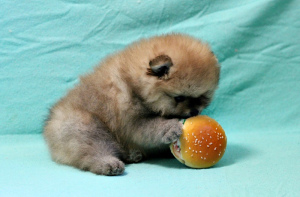 Foto №3. Orange Jungs. Russische Föderation