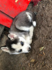 Foto №4. Ich werde verkaufen siberian husky in der Stadt München. züchter - preis - 400€