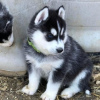 Foto №2 zu Ankündigung № 120635 zu verkaufen siberian husky - einkaufen Finnland quotient 	ankündigung, züchter