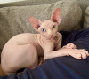 Foto №1. sphynx cat - zum Verkauf in der Stadt Warschau | 1200€ | Ankündigung № 112243