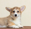 Zusätzliche Fotos: Welsh Corgi Pembroke. Interessante Mädchen mit UKU-Dokumenten