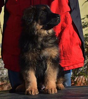 Foto №4. Ich werde verkaufen deutscher schäferhund in der Stadt Odessa. vom kindergarten - preis - Verhandelt