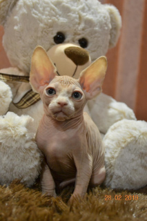 Foto №1. sphynx cat - zum Verkauf in der Stadt Donetsk | 500€ | Ankündigung № 1460