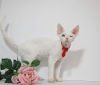 Foto №3. Männlicher Devon Rex. Russische Föderation