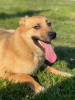 Foto №2 zu Ankündigung № 29085 zu verkaufen mischlingshund - einkaufen Russische Föderation quotient 	ankündigung