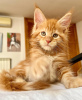 Foto №2 zu Ankündigung № 103248 zu verkaufen maine-coon-katze - einkaufen USA züchter