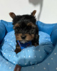 Foto №1. yorkshire terrier - zum Verkauf in der Stadt Helsinki | 250€ | Ankündigung № 43043